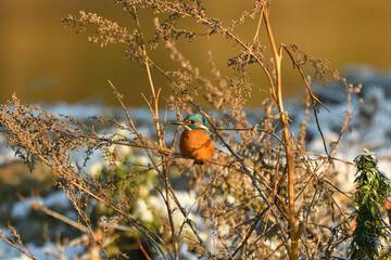 Eisvogel im Gebüsch