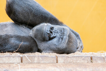 Big gorilla close up with a yellow background. © Joost van Os