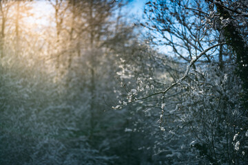 winter mood in nature
