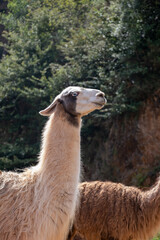 Alpaca close up in the wild.