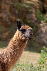 Alpaca close up in the wild.