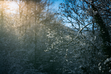 winter mood in nature