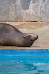 Sleeping sea lion in the aquarium.
