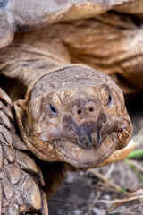 Big old turtle close up picture.