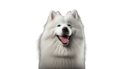 Samoyed Dog in a invisible background Generative AI