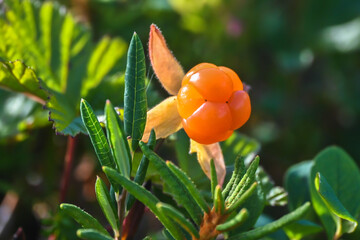 Ripe cloudberry.