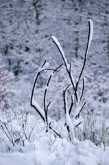 branches of a burned bush covered with snow
