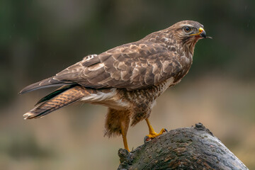 A beautiful Common Buzzard (Buteo buteo) sitting in the rain on a branch post at a pasture looking for prey. Noord Brabant in the Netherlands. Green background.                        