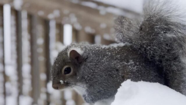 a huge gray squirrel sits on a fence in the snow.close up