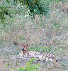 Wild cheetah scanning the area for food.