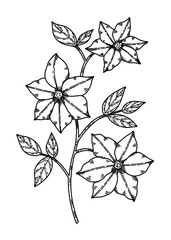 Clematis vector illustration hand drawn in sketch style. Beautiful blooming garden flower silhouette. Outline monochrome art on white background