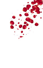 Red Rose Japan Vector White Background. Falling