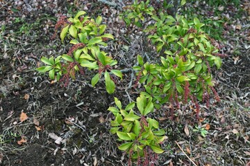 Japanese andromeda winter buds. Ericaceae evergreen shrub and poisonous plant. It bears white pot-shaped flowers in early spring, and winter buds form spikes at the tips of branches.