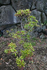 Japanese andromeda winter buds. Ericaceae evergreen shrub and poisonous plant. It bears white pot-shaped flowers in early spring, and winter buds form spikes at the tips of branches.