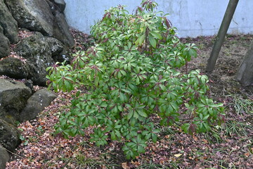 Japanese andromeda winter buds. Ericaceae evergreen shrub and poisonous plant. It bears white pot-shaped flowers in early spring, and winter buds form spikes at the tips of branches.