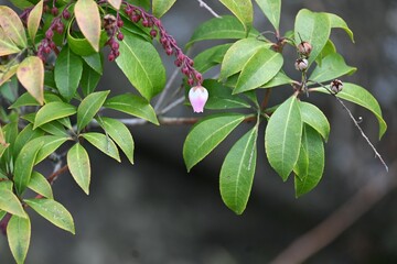 Japanese andromeda winter buds. Ericaceae evergreen shrub and poisonous plant. It bears white pot-shaped flowers in early spring, and winter buds form spikes at the tips of branches.