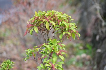 Japanese andromeda winter buds. Ericaceae evergreen shrub and poisonous plant. It bears white pot-shaped flowers in early spring, and winter buds form spikes at the tips of branches.