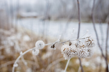 Morning dew froze on a green grass lawn and turned it into a white blanket