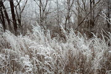 Frost on the grass and surrounding plants. Winter nature in January. Frosty temperature