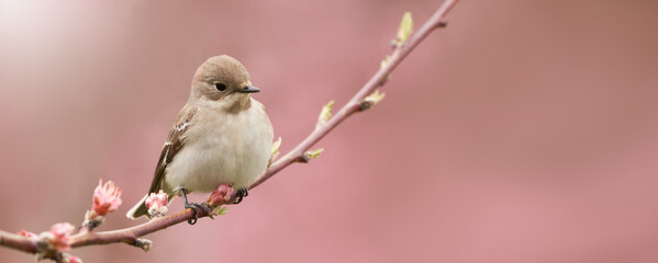 Spring.  Pink blossoms. Nightingale on a tree branch. Copy space.