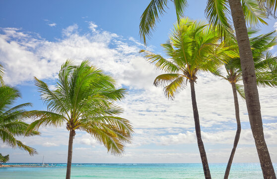 Coconut palm trees at a beautiful Caribbean beach on a sunny day, travel concept.