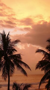 beautiful landscape with tropical sea sunset and palm on foreground. Vertical video