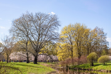 Spring landscape. Trees in a park.