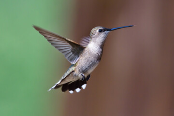 Hummingbird