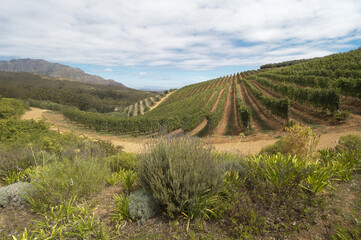 Fototapeta na wymiar Vineyard, winery landscape showing wine grapes on vines with mountains near Cape Town, South Africa. 