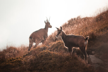 beautiful view of a chamois with a young who stands on a mountain range in the Low Tatras during a warm summer day, Low Tatras, Slovakia