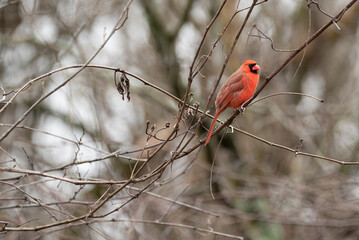 Cardinal perched in a tree and framed by a circular vine in winter.