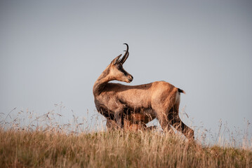 beautiful view of a chamois with a young who stands on a mountain range in the Low Tatras during a warm summer day, Low Tatras, Slovakia