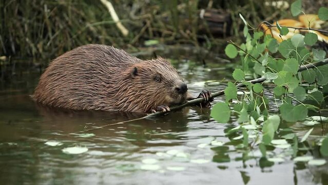 brown adult beaver sits in pond near the shore and nibbles branches with leaves