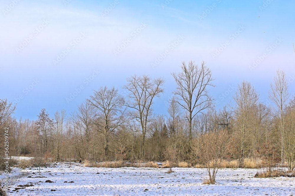 Wall mural meadows covered in snow and bare trees on a sunny day in flemish ardennes munkzwalm, flanders, belgi