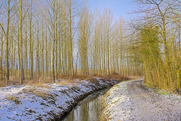 Zwalmbeek rivulet in a bare winter forest with snow on a sunny winter day in Munkzwalm, Flanders,...