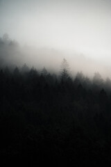 Dark forest hidden in morning fog,mysterious atmosphere, Slovakia