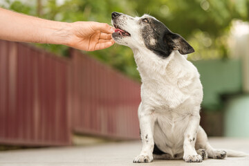 Man's hand giving cute small black and white dog medicine, pills for arthritis. The owner feeds the...