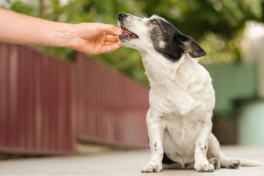 Man's hand giving cute small black and white dog medicine, pills for arthritis. The owner feeds the dog from his hand.