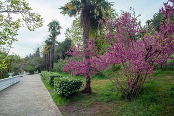 Botanical garden of Batumi with pink blossoms of small tree and palm tree and garden path