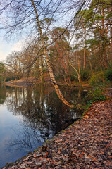 One of the Keston Ponds on Keston Common near the village of Keston in Kent, UK. A cold winter scene with red leaves in the foreground.