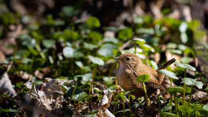 Beautiful small fluffy eurasian wren sitting between umbrella-shaped plants. Spotted in Sopot, Poland. Birds of Europe.