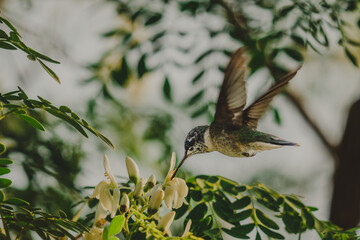 hummingbird on flower