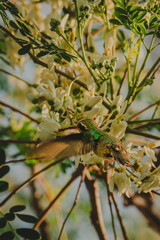 green hummingbird on flower