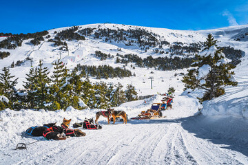 Groups of Huskey in many dog sleds, waiting for a ride, ski lifts, snow capped mountains and forest...