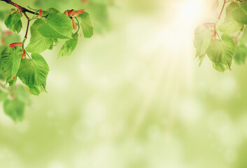 Spring in the garden. The sun's rays shine through the green leaves. Morning. Sunrise in the garden.