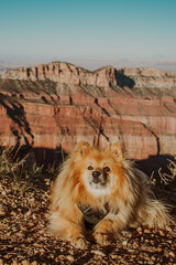 Dog at the Grand Canyon