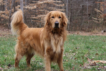 Obraz premium Golden Retriever Dog Looking
