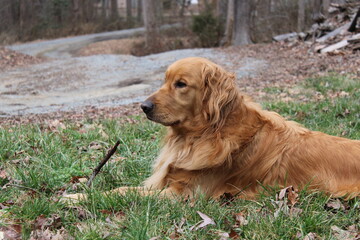 Obraz premium golden retriever dog with a stick