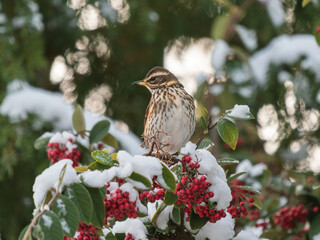 Redwing Feeding in a Rowan Tree in the Snow