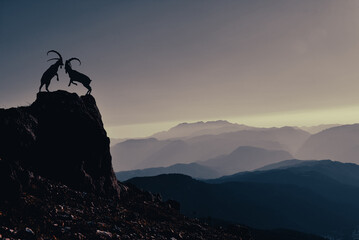 fighting and struggle of mountain goats who want to be the leader of the herd in wild geographies